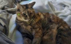 Lost Female Cat last seen 63rd and Madison Street NE, Fridley, MN 55432