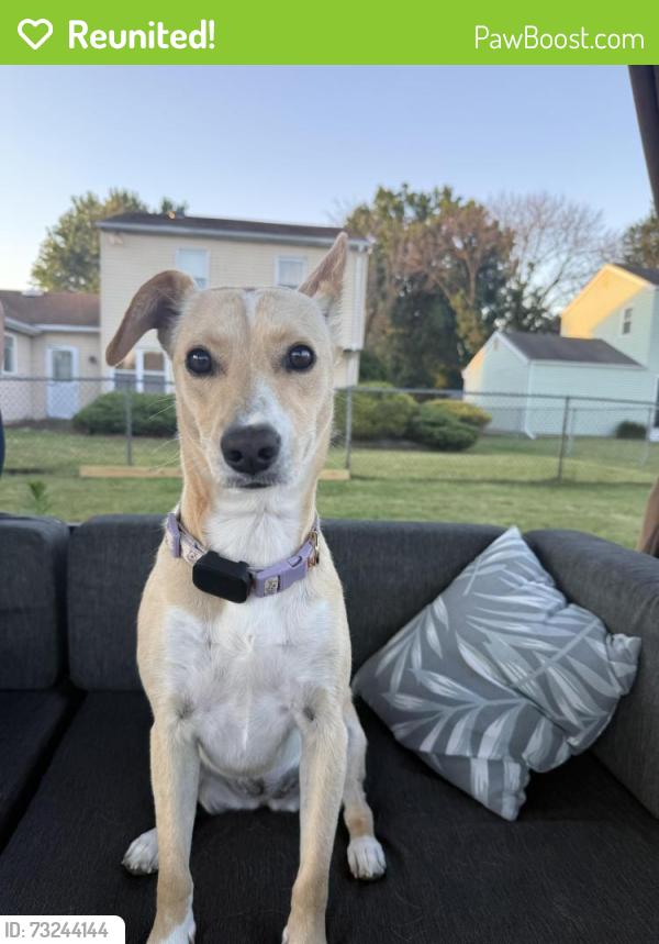 Reunited Female Dog last seen Lexington court, Bensalem, PA 19020