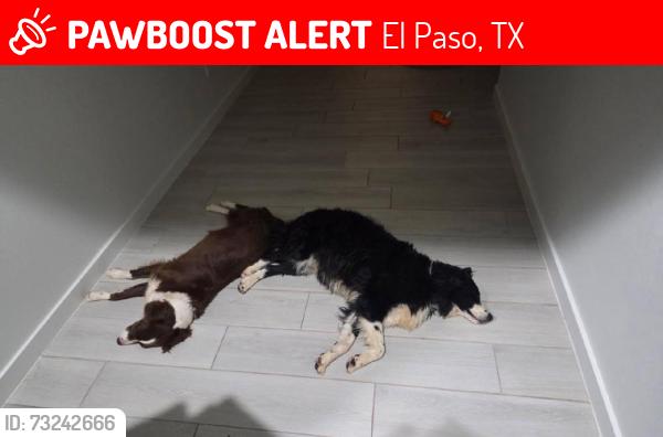 Lost Unknown Dog last seen Park, El Paso, TX 79924