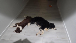 Lost Unknown Dog last seen Park, El Paso, TX 79924