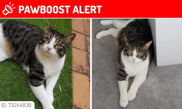 Lost Male Cat last seen Strathaven Unit Complex, North Strathfield, NSW 2137