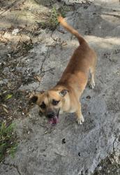 Reunited Male Dog last seen Near Avenue I, Houston, TX 77011, USA, Houston, TX 77011