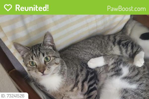 Reunited Male Cat last seen Hewitt Dr Lila Street Steilacoom, WA, Steilacoom, WA 98388