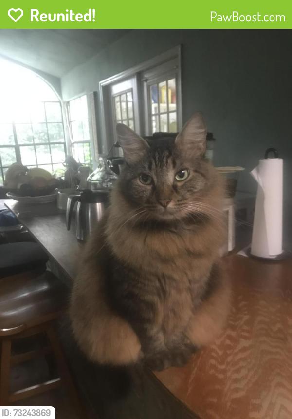 Reunited Male Cat last seen O’Keene St Hudson, Fl, Shady Hills, FL 34667