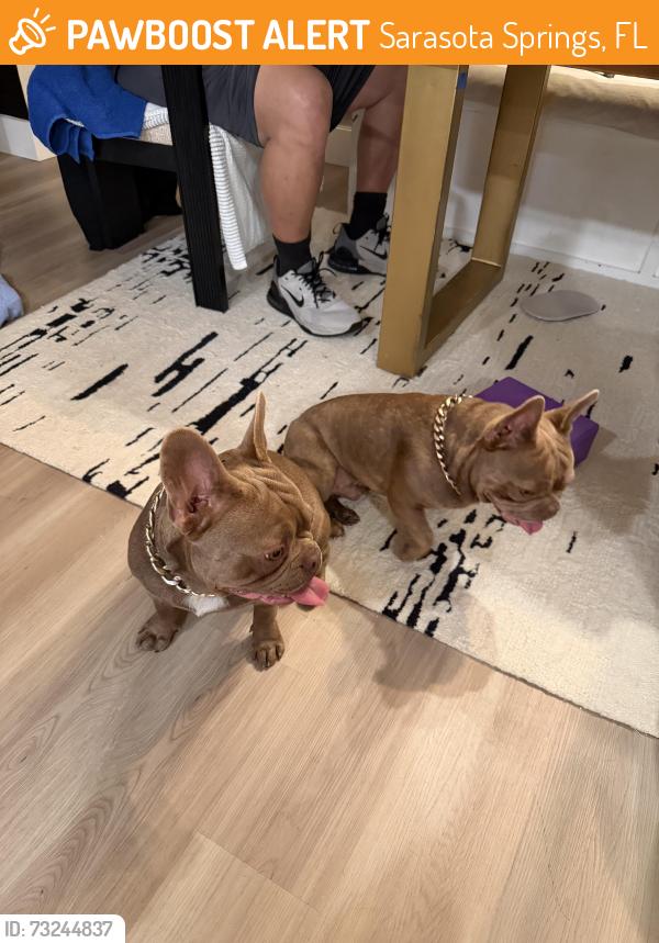 Found/Stray Male Dog last seen Webber and Linwood, Sarasota Springs, FL 34232