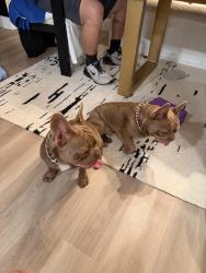 Found/Stray Male Dog last seen Webber and Linwood, Sarasota Springs, FL 34232