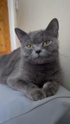 Lost Female Cat last seen London road, Thurrock, England RM20 3JT