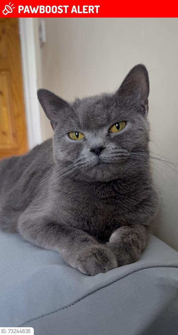 Lost Female Cat last seen London road, Thurrock, England RM20 3JT