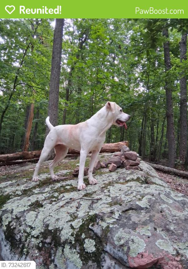 Reunited Female Dog last seen Copenhaffer, Bremer, Lewisberry rds, Dover, PA 17315