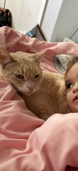 Lost Female Cat last seen Knollwood, Carrollton, TX 75006