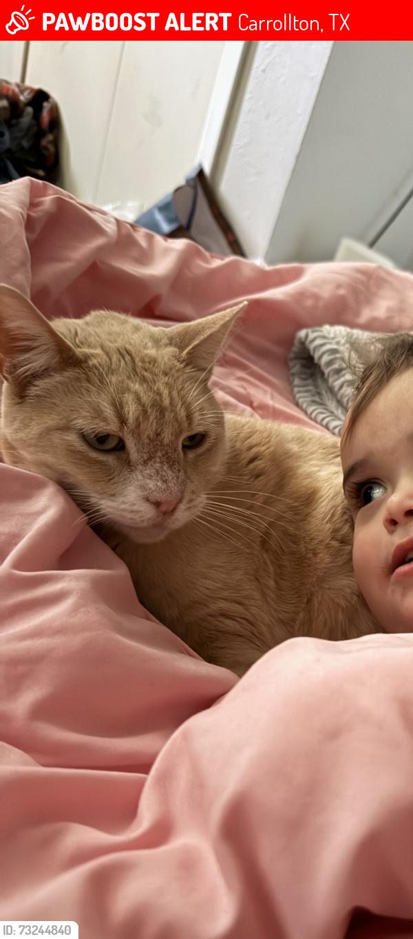 Lost Female Cat last seen Knollwood, Carrollton, TX 75006