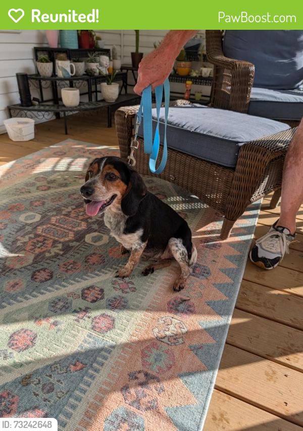 Reunited Female Dog last seen Ravens Row Rd./ Copperhead Ln. Benson, Benson, NC 27504