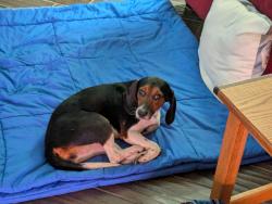 Found/Stray Female Dog last seen Blueberry farm, Jacksonville, FL 32234