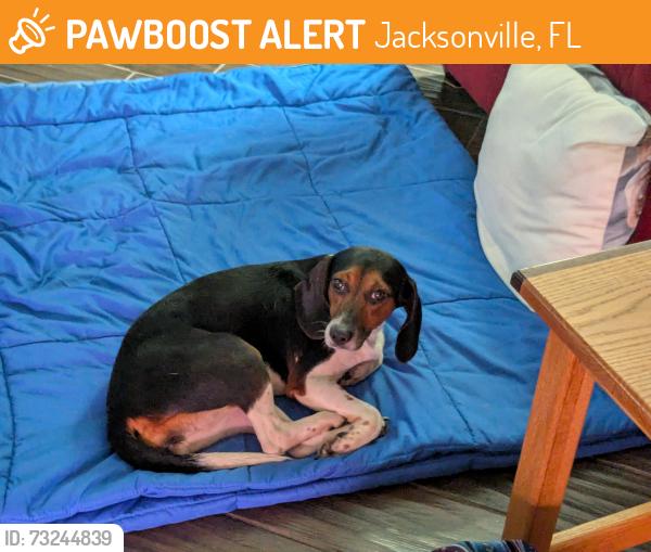 Found/Stray Female Dog last seen Blueberry farm, Jacksonville, FL 32234