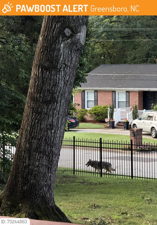 Found/Stray Unknown Dog last seen Asbury Terrace and Wilton Dr, Greensboro, NC 27408
