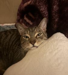 Lost Male Cat last seen Gault St and Woodley by the Vallarta Supermarket neighborhood, Los Angeles, CA 91406