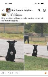 Found/Stray Female Dog last seen Ruggles Ct & Craft in Flint TX by the cemetery off Old Jacksonville Hwy, Smith County, TX 75762