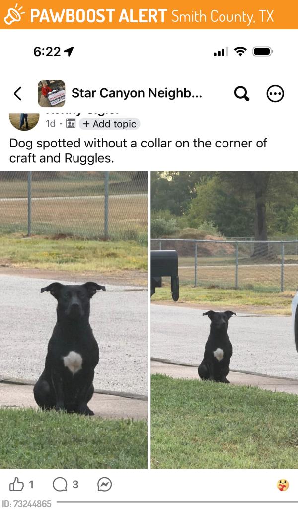 Found/Stray Female Dog last seen Ruggles Ct & Craft in Flint TX by the cemetery off Old Jacksonville Hwy, Smith County, TX 75762