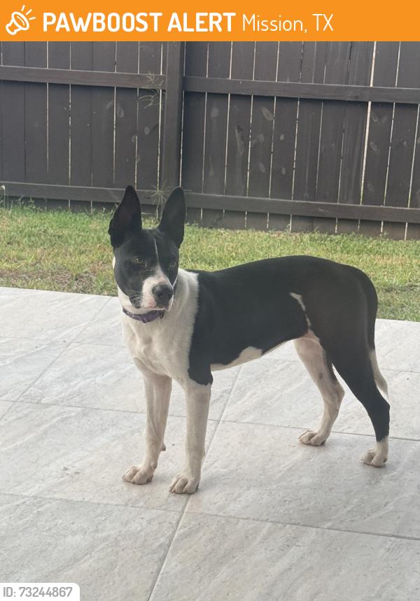 Found/Stray Female Dog last seen Shary rd, Mission Texas, Mission, TX 78573