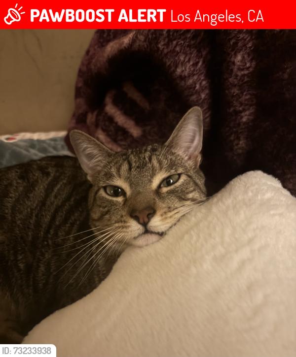 Lost Male Cat last seen Gault St and Woodley by the Vallarta Supermarket neighborhood, Los Angeles, CA 91406