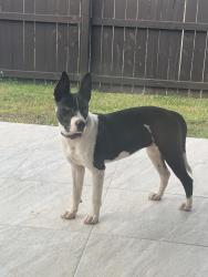 Found/Stray Female Dog last seen Shary rd, Mission Texas, Mission, TX 78573