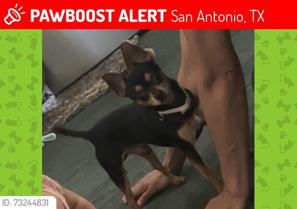 Lost Male Dog last seen Loma Verde San Antonio Tx 78264, San Antonio, TX 78264