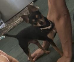 Lost Male Dog last seen Loma Verde San Antonio Tx 78264, San Antonio, TX 78264