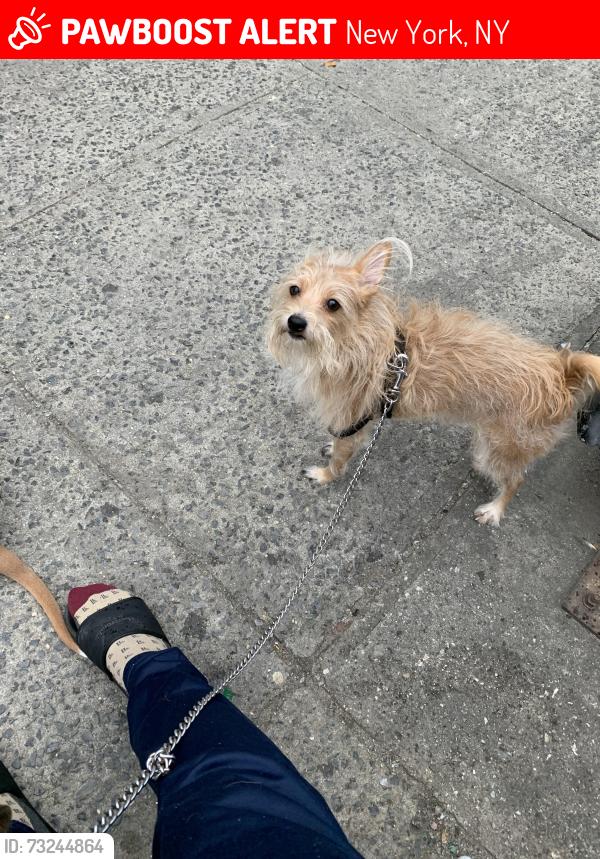 Lost Male Dog last seen Near st in convent ave, New York, NY 10031