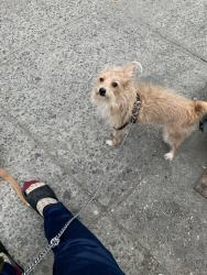Lost Male Dog last seen Near st in convent ave, New York, NY 10031