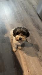 Reunited Male Dog last seen Eugene James Rd Tarboro, Pitt County, NC 27834
