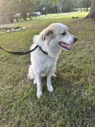 Found/Stray Female Dog last seen South Thomasville off of Kennedy road, Thomasville, NC 27360
