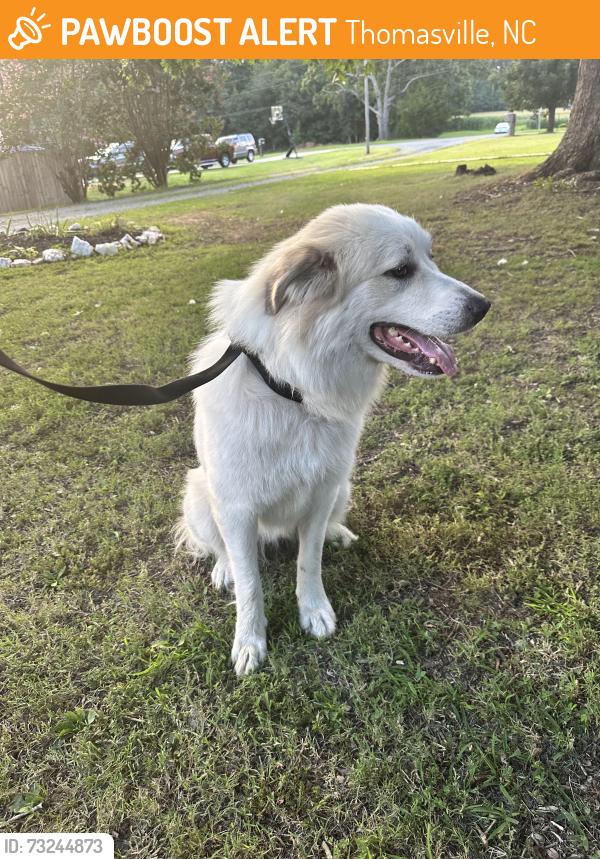 Found/Stray Female Dog last seen South Thomasville off of Kennedy road, Thomasville, NC 27360