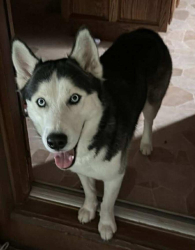 Lost Male Dog last seen Braselton Hwy, Mount Moriah Rd, Augusta, GA 30906