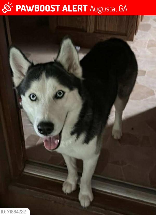 Lost Male Dog last seen Braselton Hwy, Mount Moriah Rd, Augusta, GA 30906