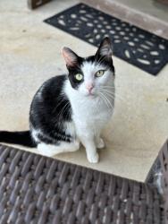 Lost Female Cat last seen Easterly Lakes, Watson, Denham Springs, LA 70706