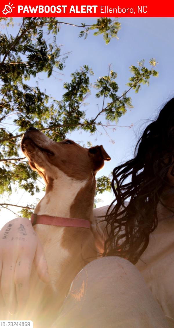 Lost Female Dog last seen Near gunns rd ellenboro, Ellenboro, NC 28040