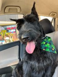 Lost Female Dog last seen East 21st Street and Cerritos Avenue, Long Beach, CA 90755