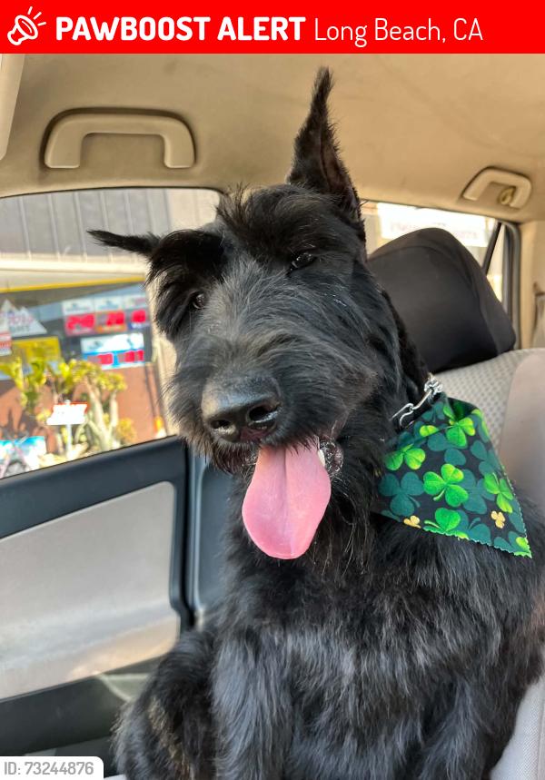 Lost Female Dog last seen East 21st Street and Cerritos Avenue, Long Beach, CA 90755
