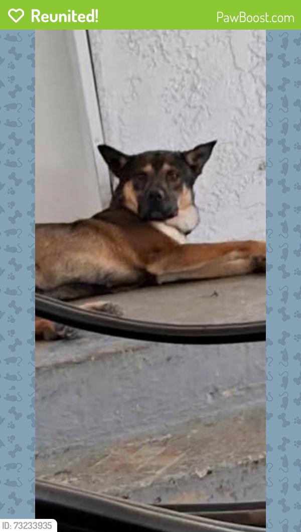 Reunited Male Dog last seen Western and 36pl, Los Angeles, CA 90018