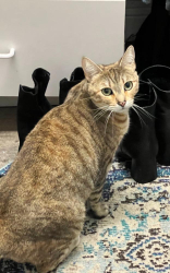 Lost Female Cat last seen Bergen street, San Diego, CA 92117