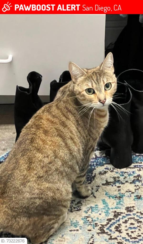 Lost Female Cat last seen Bergen street, San Diego, CA 92117