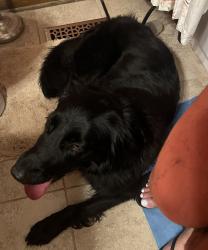 Found/Stray Female Dog last seen Pulaski Pike & Stringfield Intersection, Huntsville, AL 35810