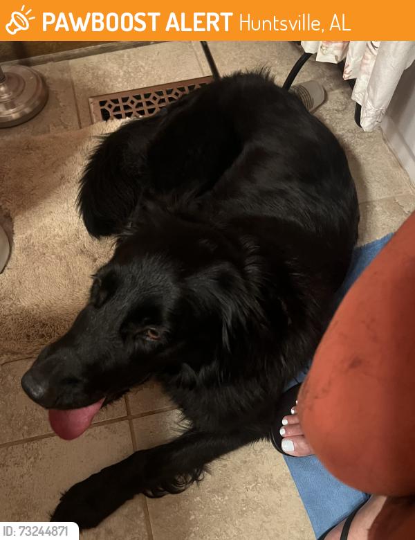 Found/Stray Female Dog last seen Pulaski Pike & Stringfield Intersection, Huntsville, AL 35810