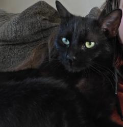 Lost Female Cat last seen Walpine lane and Pinex, Knoxville, TN 37921