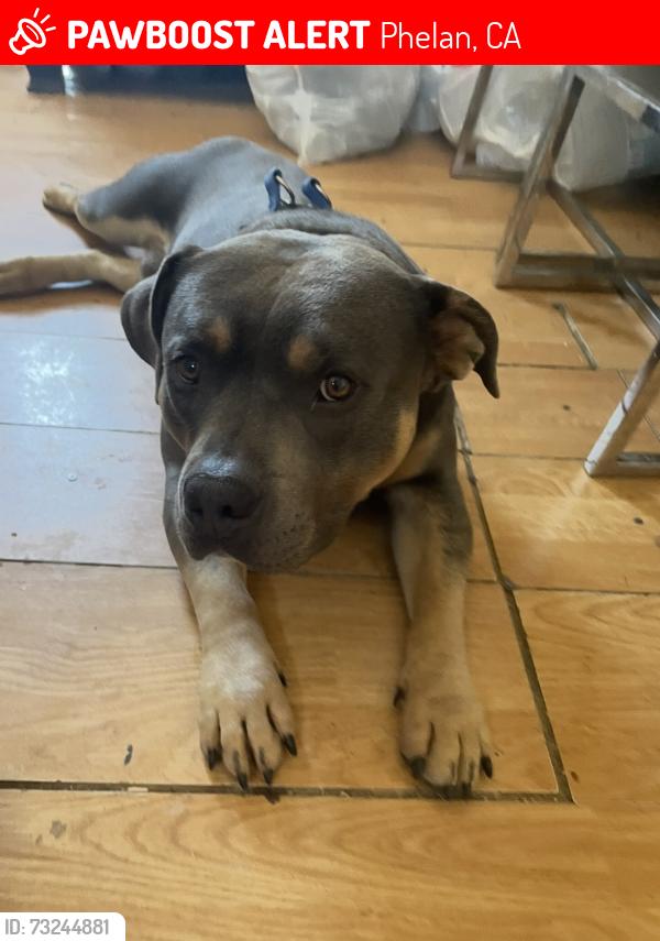 Lost Male Dog last seen phelan rd, Phelan, CA 92371