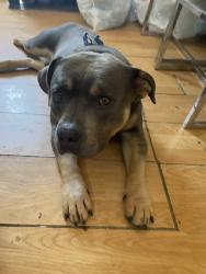 Lost Male Dog last seen phelan rd, Phelan, CA 92371