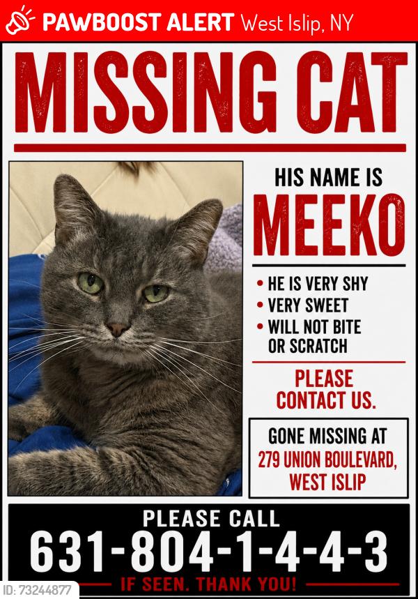 Lost Male Cat last seen Union Blvd and Higbie Lane, West Islip, NY 11795