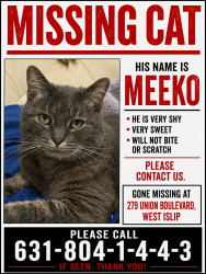 Lost Male Cat last seen Union Blvd and Higbie Lane, West Islip, NY 11795