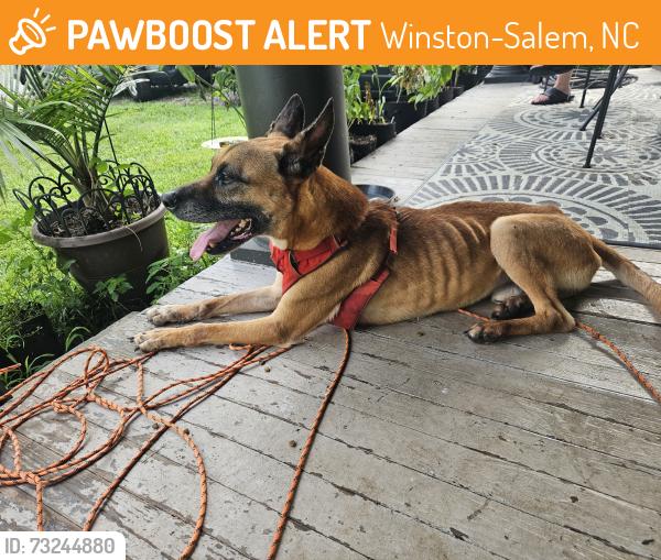 Found/Stray Male Dog last seen Old Greensboro Rd, Winston-Salem, NC 27101