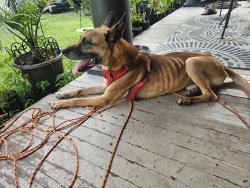 Found/Stray Male Dog last seen Old Greensboro Rd, Winston-Salem, NC 27101